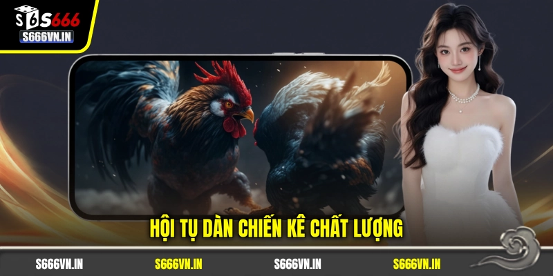 Hội tụ dàn chiến kê chất lượng Hội tụ dàn chiến kê chất lượng